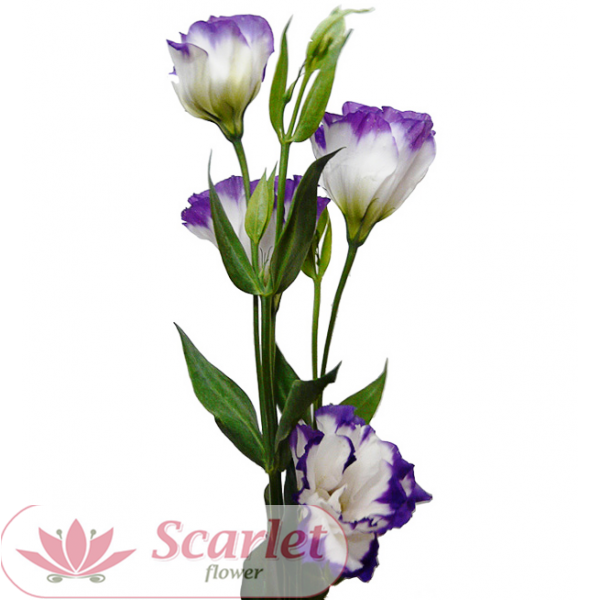 Лизиантус Бело-фиолетовый (эустома) 